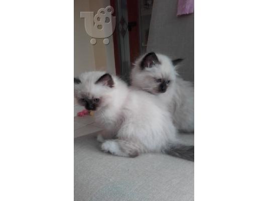 Birman Kittens